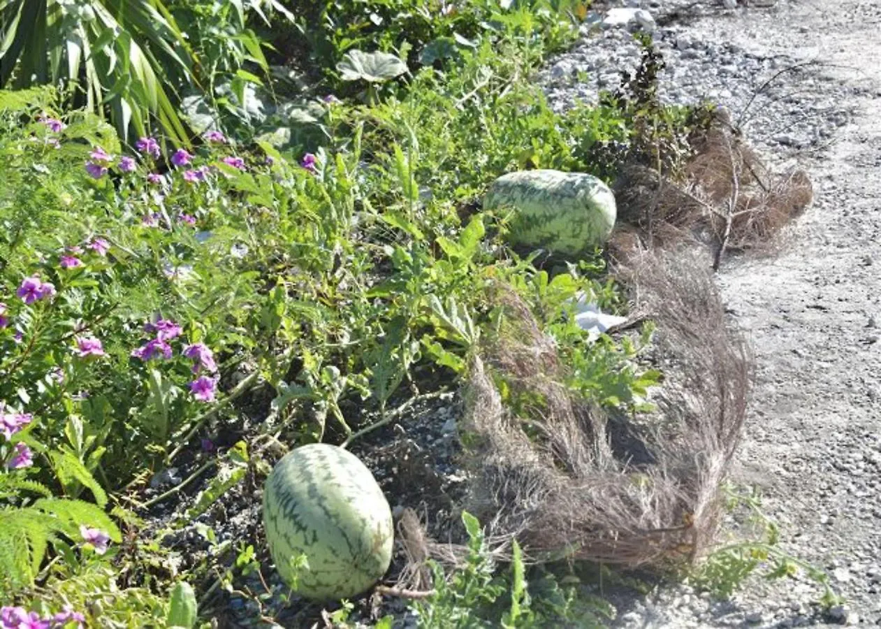 Cupid'S Way By Eleuthera Vacation Rentals Governor's Harbour 0*,